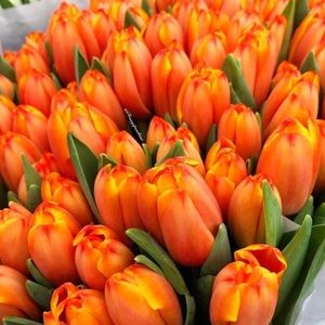 Meet your Posher, Cayleigh